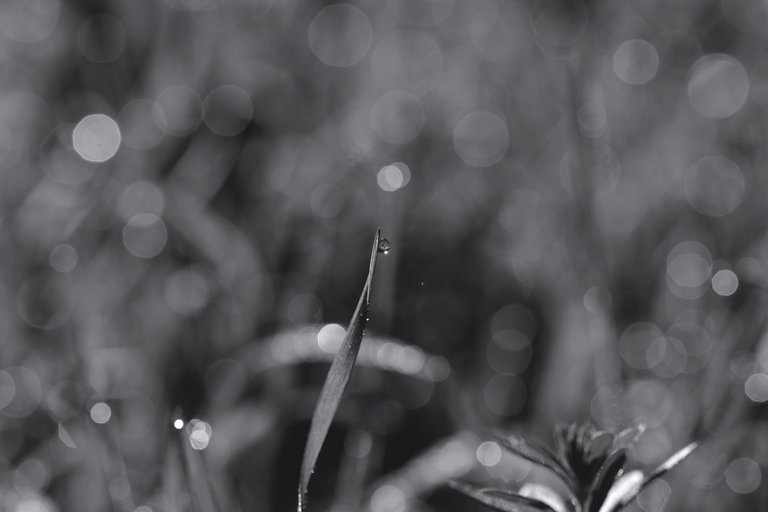 Waterdrops grass bokeh 5.jpg