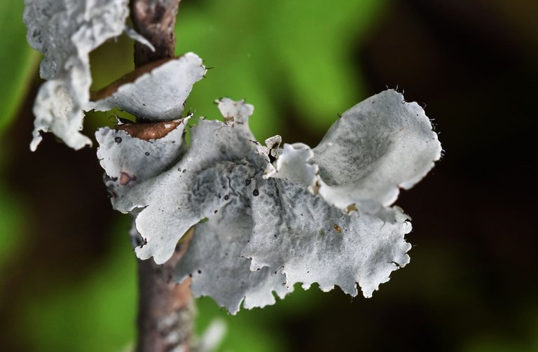 Grey lichen Parmelia 1.jpg