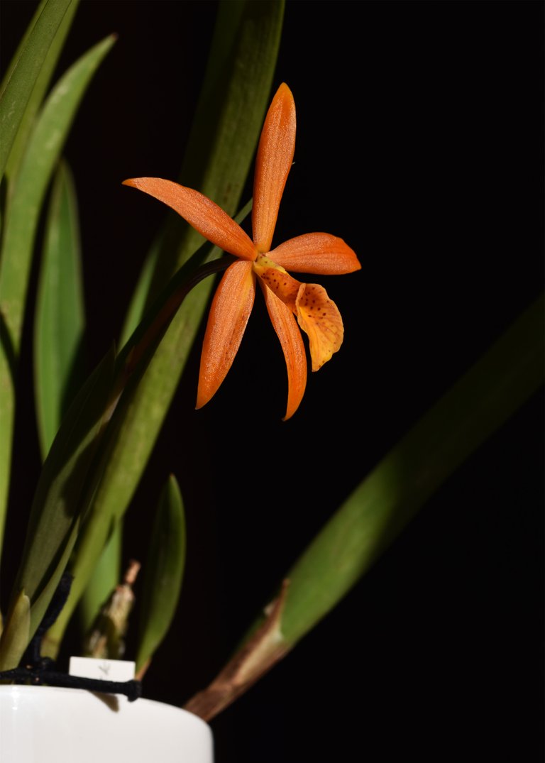 Procatavola Golden Peacock single bloom 10.jpg