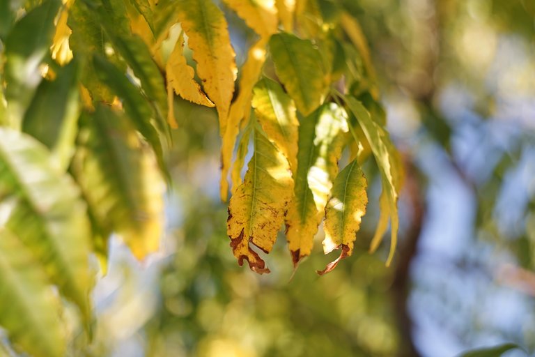 Chinebrry autumn leaves yellow 3.jpg