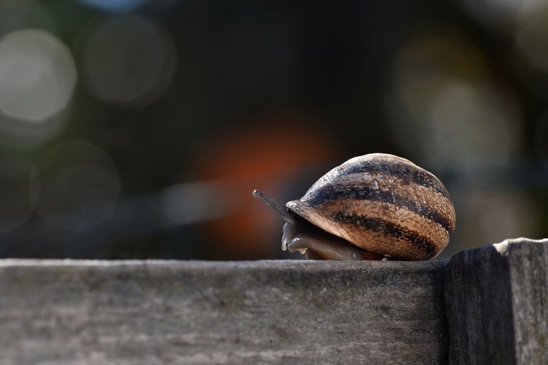 snail fence 6.jpg