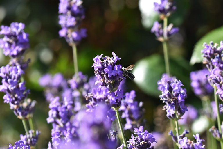 bee lavender garden 1.jpg