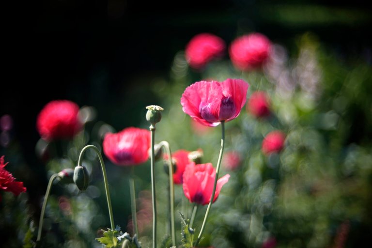 poppies garden bokeh 4.jpg