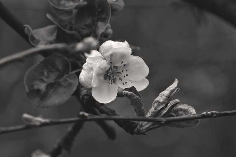 spring tree blossom 2.jpg