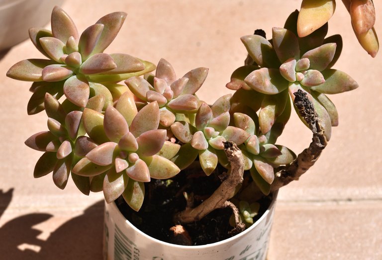 Sedum no ID flower 7.jpg