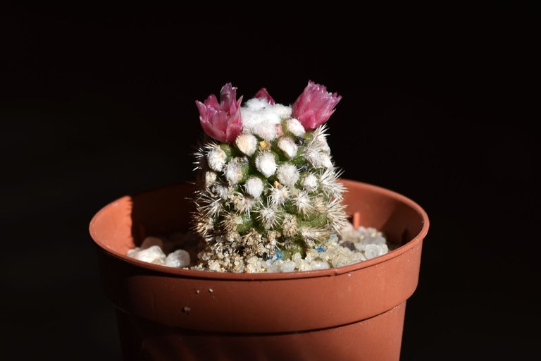 Mammillaria Gracilis Snowcap 2021 flower 1.jpg