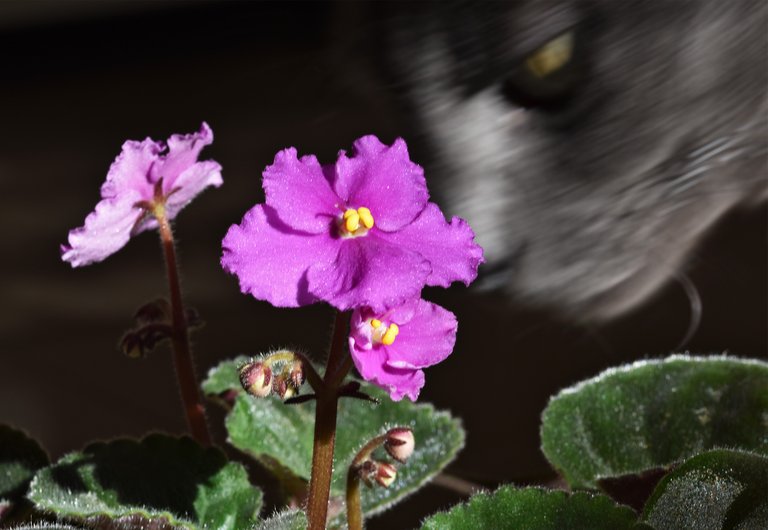 Suzi african violet purple 5.jpg