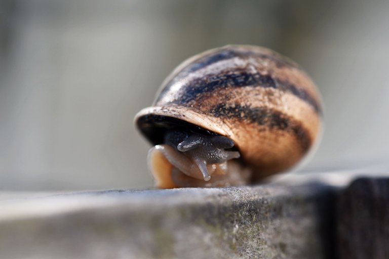 snail fence 3.jpg