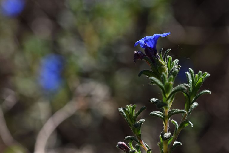 Lithodora prostrata blue wildflower 10.jpg
