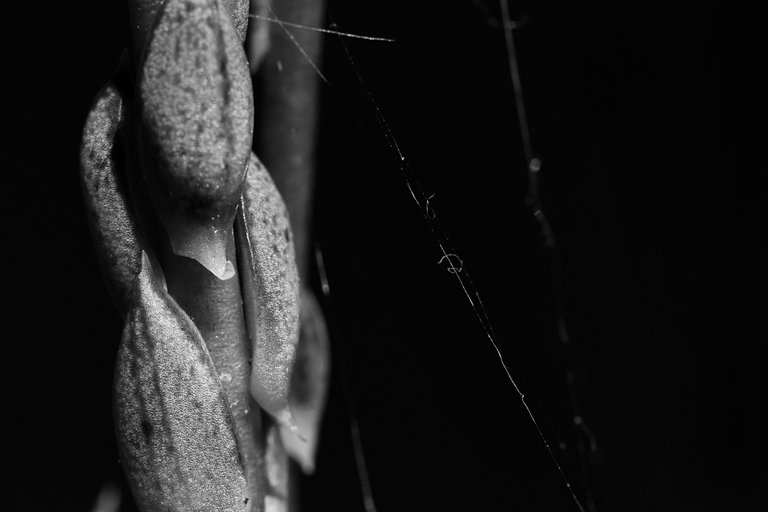 Echeveria purpurosum spiderweb bw.jpg