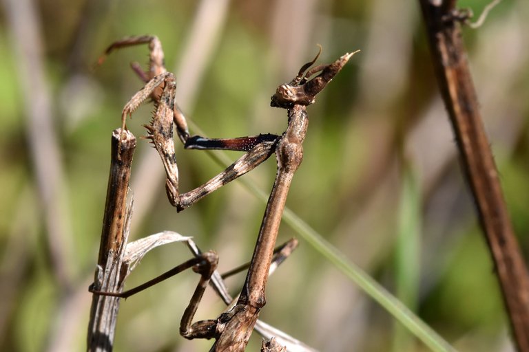 Praying mantis Empusa pennata 7.jpg