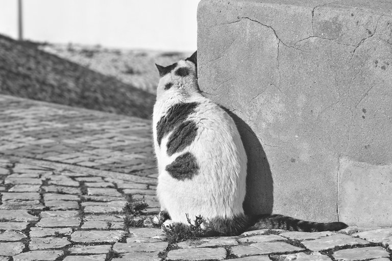 Kitty library bw 4.jpg