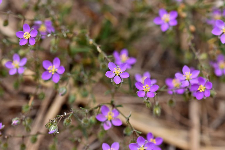 Spergularia rubra purple wildflower 1.jpg