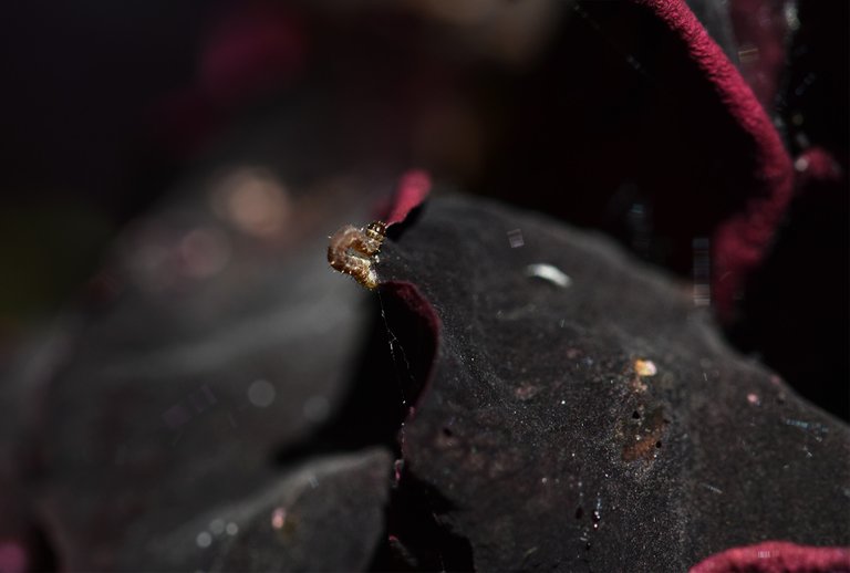 Rose Budworms caterpillar 5.jpg