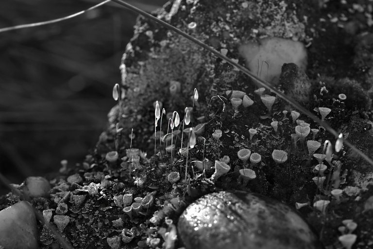 moss spores lichen bw 1.jpg