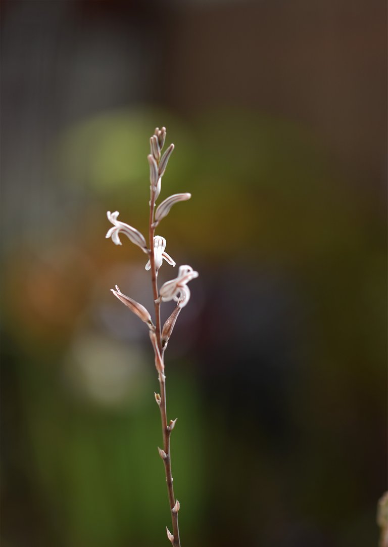 Haworthia cooperi flowers 4.jpg
