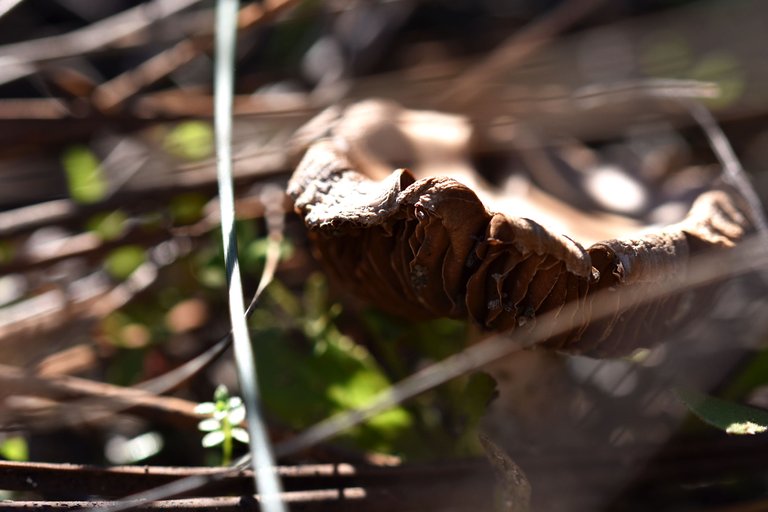 mushroom pines 3.jpg