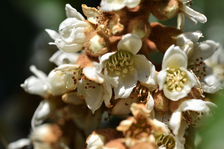 bee loquat flowers 8.jpg