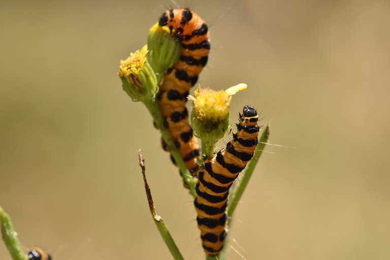 Cinnabar moth caterpillar 2.jpg