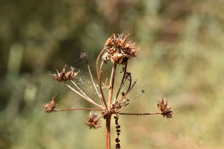 Daucus carota seeds drystuff.jpg