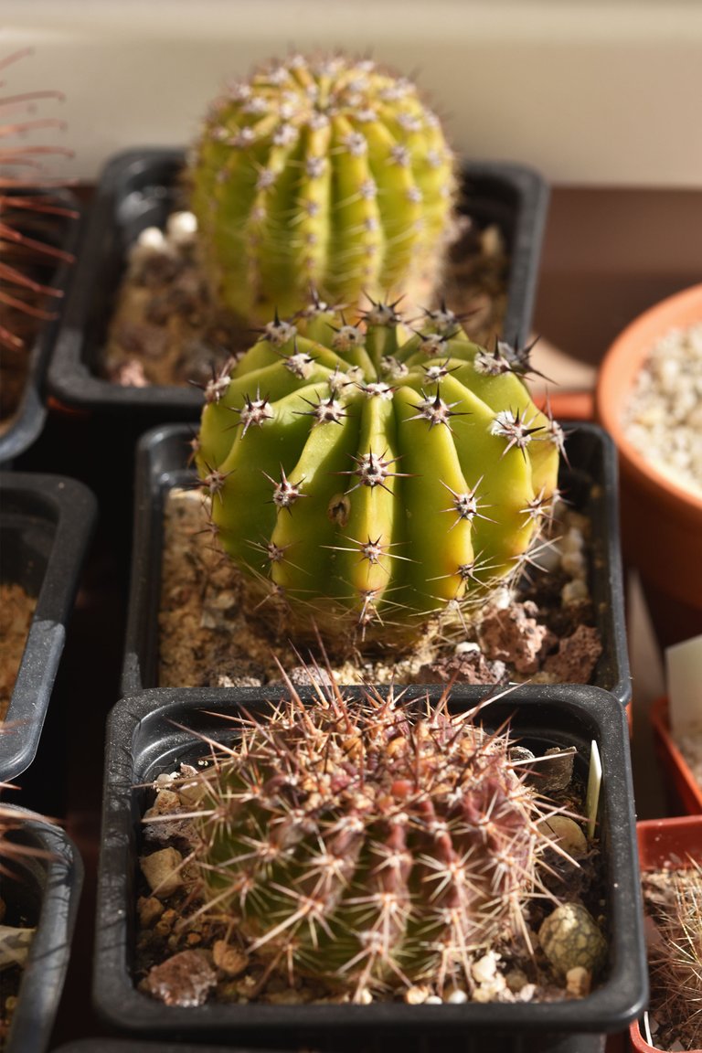 cacti from seeds tray 2021.jpg