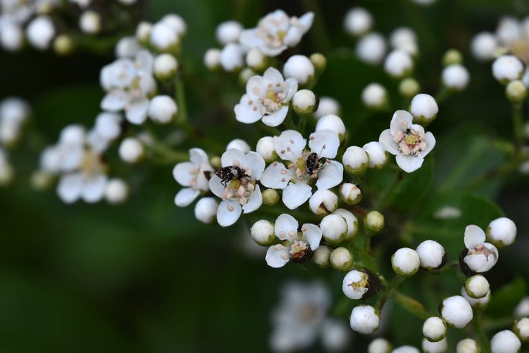 Anthrenus pimpinellae flower beetle garden 3.jpg