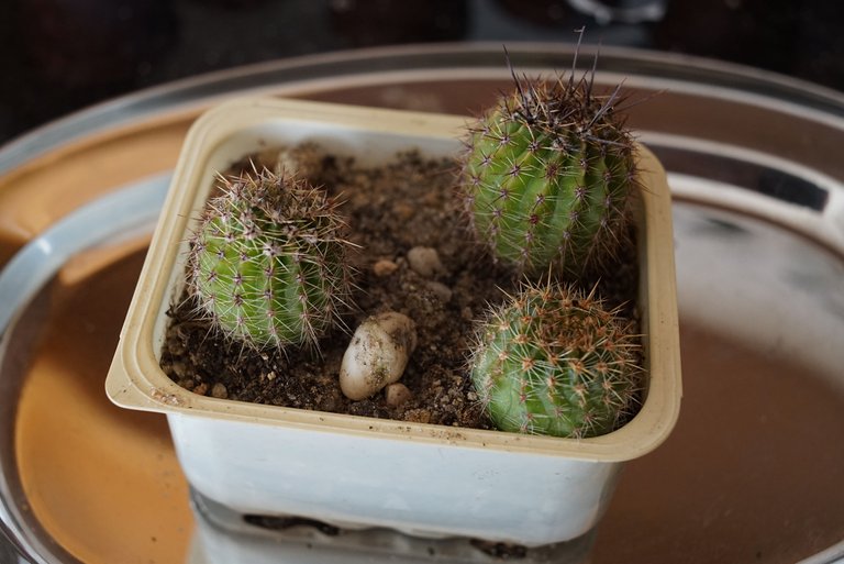 Cactus seedlings repot 1.jpg