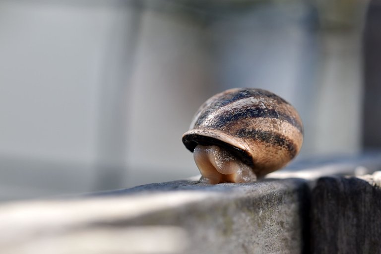 snail fence 1.jpg