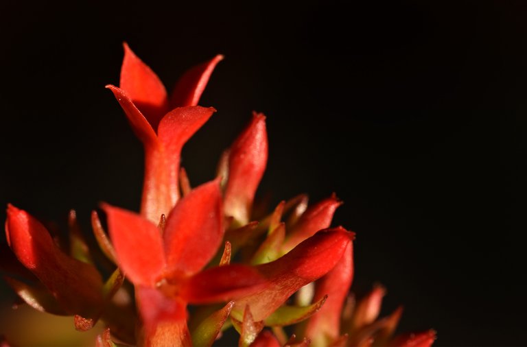 Kalanchoe blossfeldiana red flowers 4.jpg