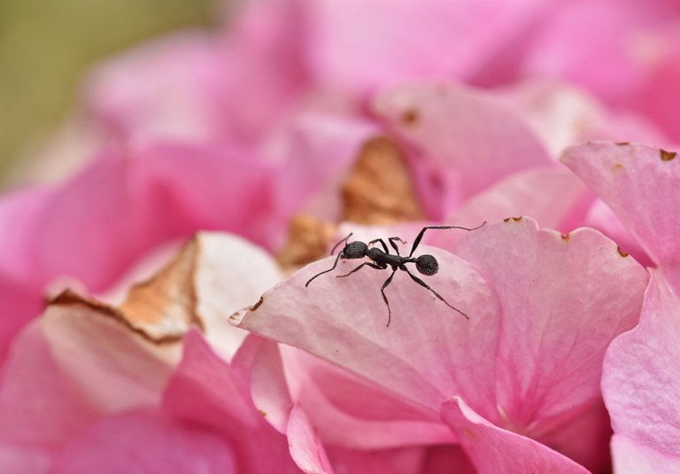 ant hydrangea 3.jpg