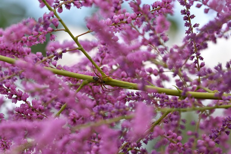 Tamarisk pink flowers 2.jpg