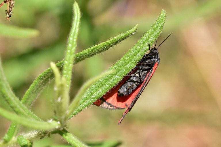 Cinnabar moth 10.jpg