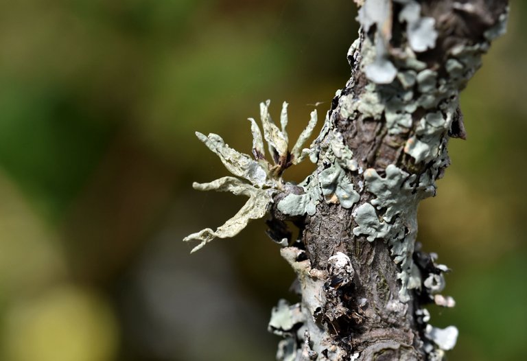 grey lichen twig 2.jpg