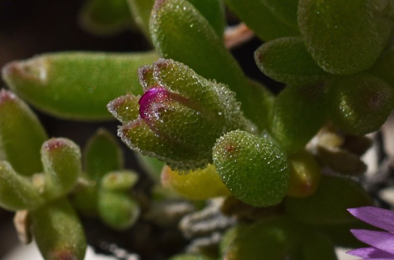 Drosanthemum flowers 2.jpg