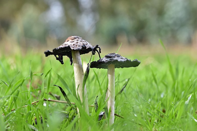 Ink cap mushrooms countryside 3.jpg