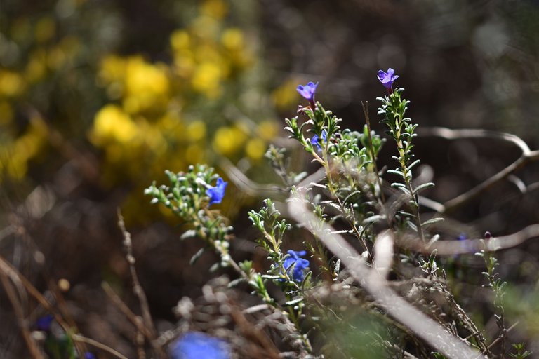 Lithodora prostrata blue wildflower 12.jpg