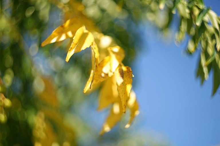 Chinebrry autumn leaves yellow 1.jpg