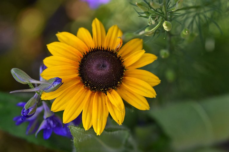 Rudbeckia hirta garden pl 2.jpg