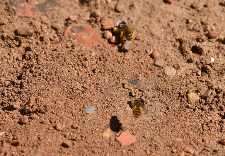 Ground bees landing 2.jpg