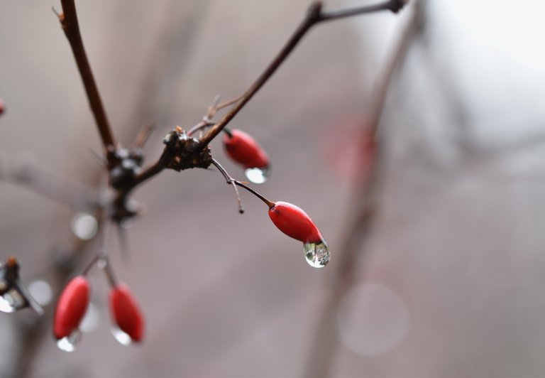 barberry berries waterdrops.jpg