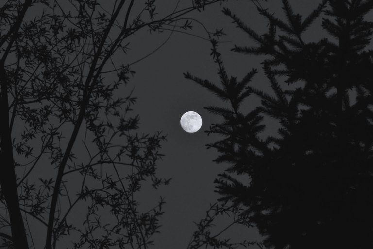 moon branches bw 7.jpg