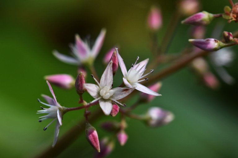 Crassula multicava succulent flower 1.jpg