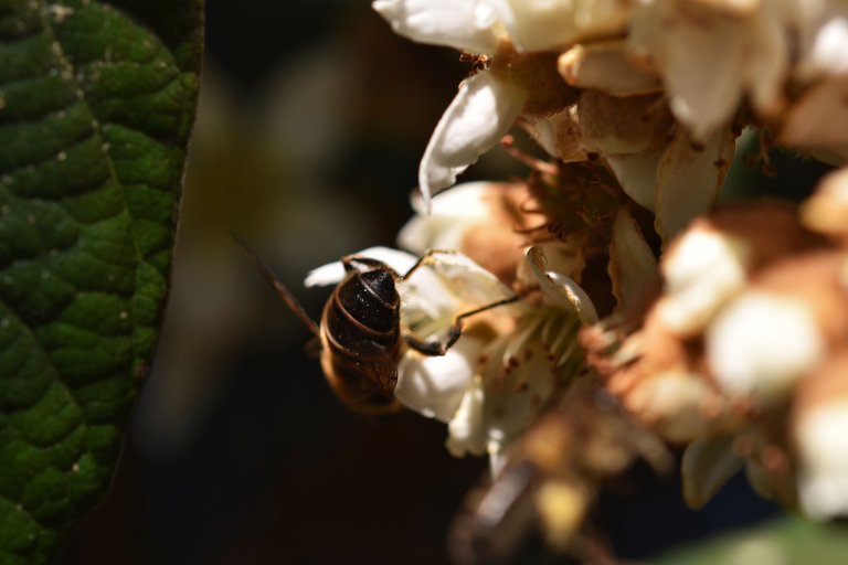 bee loquat flowers 9.jpg