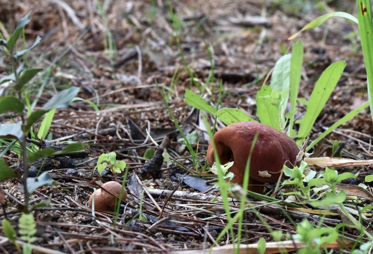 mushrooms fat brown 3.jpg