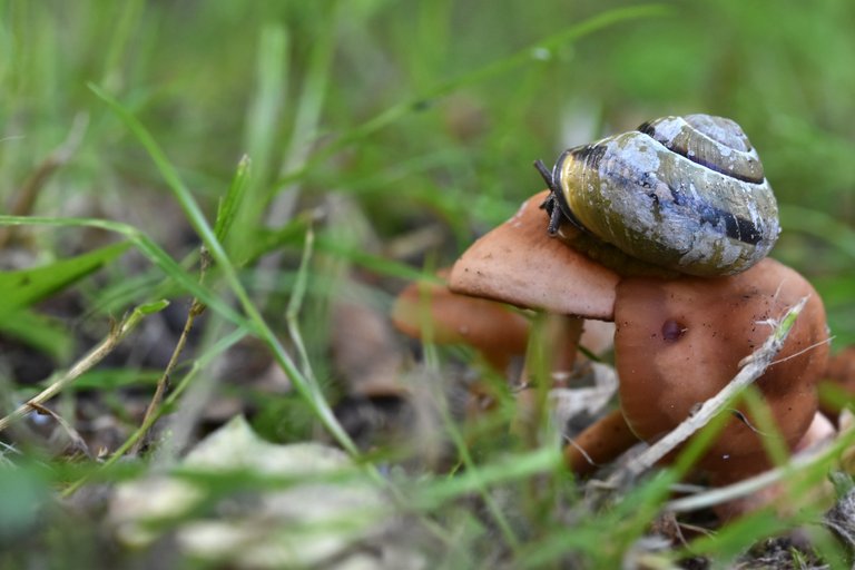 snail mushroom garden 1.jpg