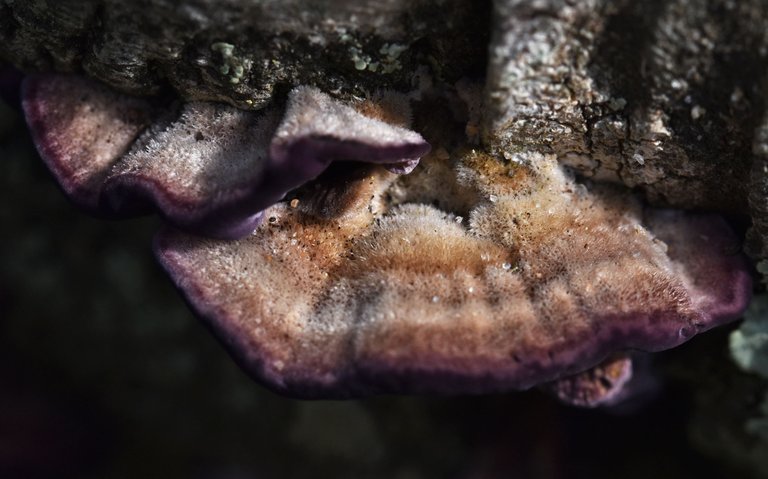 purple turkey tail mushrooms 3.jpg