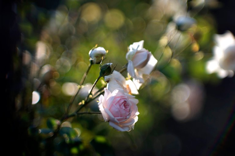 roses garden jupiter 1.jpg