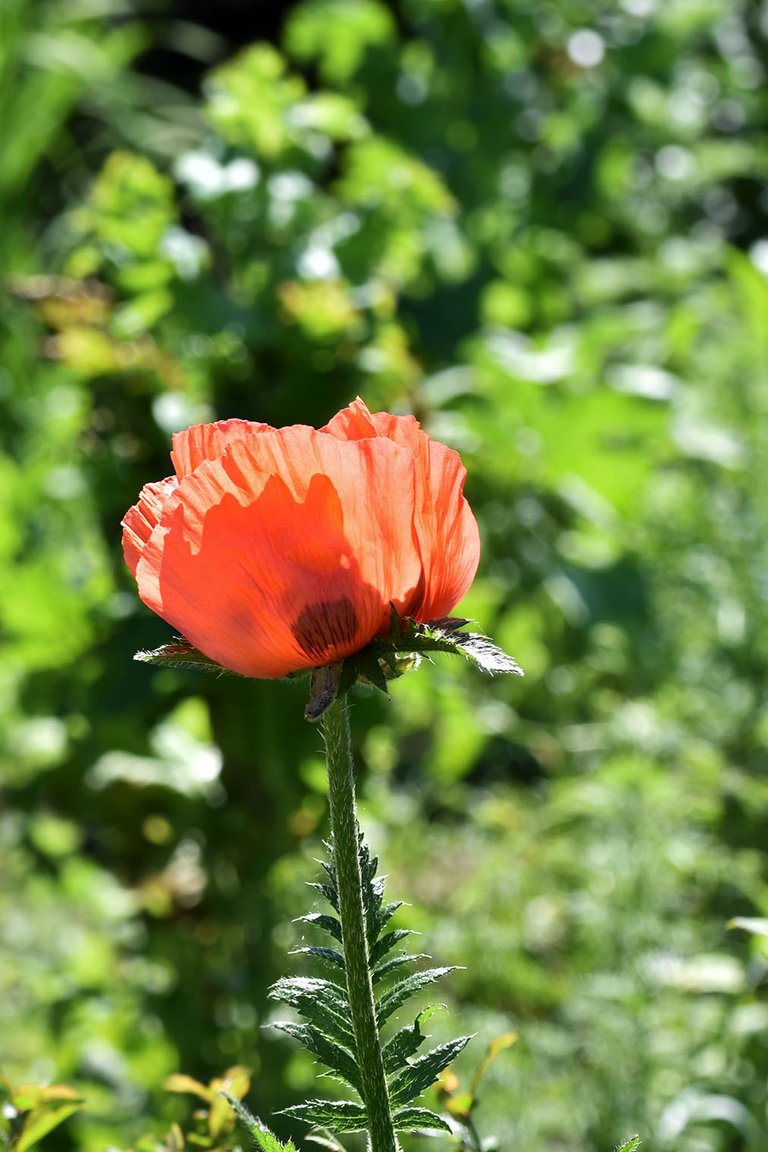 Poppy garden bokeh.jpg