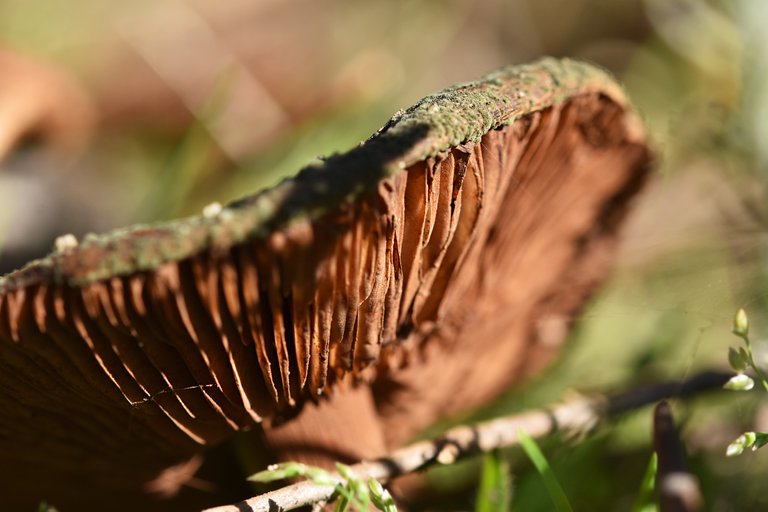brown mushroom gills 5.jpg