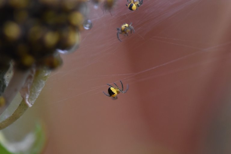 Araneus diadematus yellow baby spiders 6.jpg